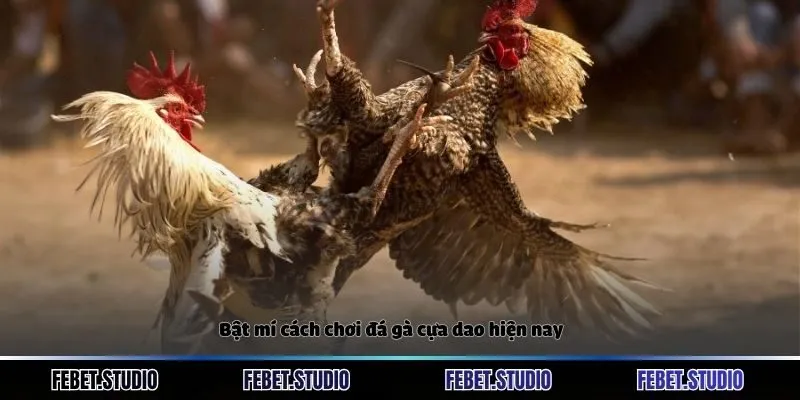 Bật mí cách chơi đá gà cựa dao hiện nay