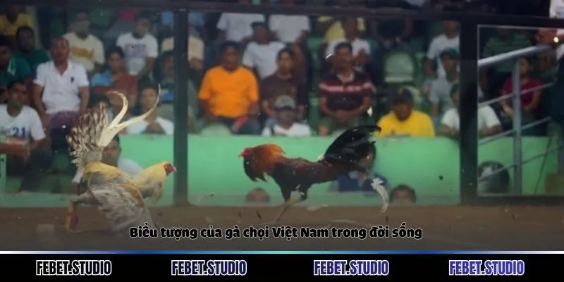 Biểu tượng của gà chọi Việt Nam trong đời sống
