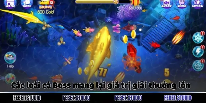 Các loài cá Boss mang lại giá trị giải thưởng lớn