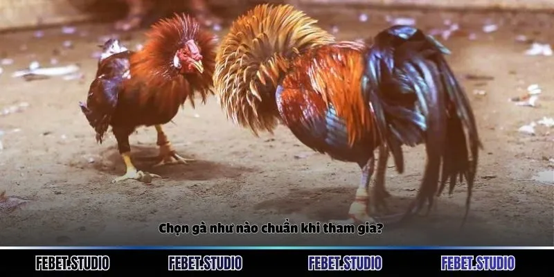 Chọn gà như nào chuẩn khi tham gia?