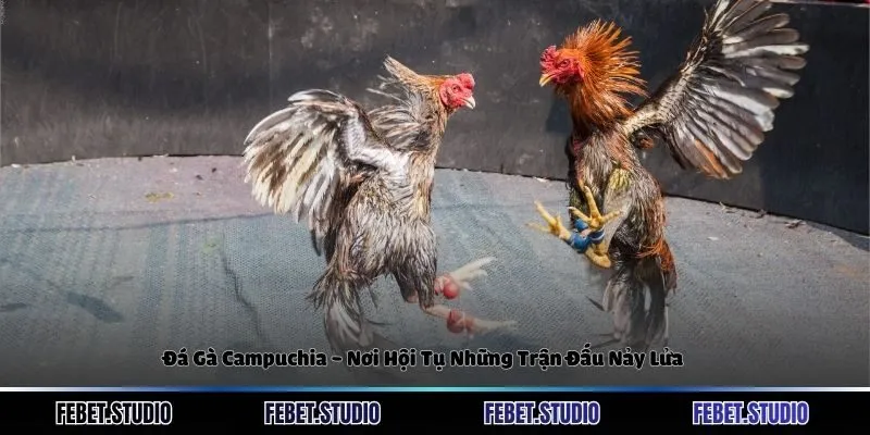 Đá Gà Campuchia - Nơi Hội Tụ Những Trận Đấu Nảy Lửa
