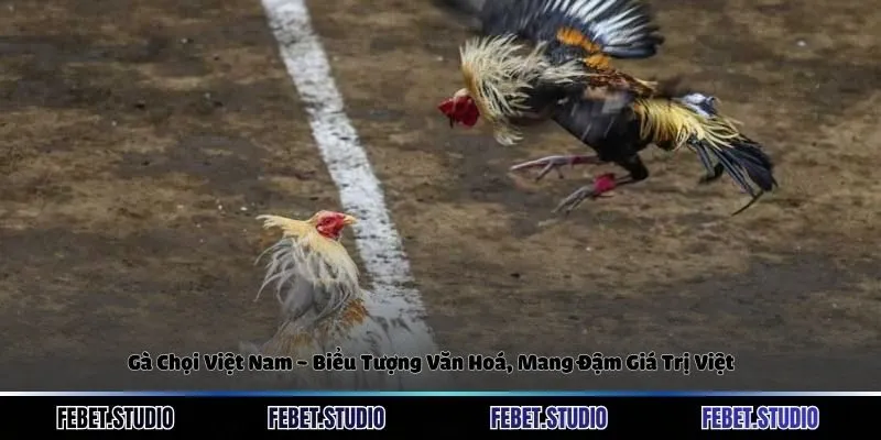 Gà Chọi Việt Nam - Biểu Tượng Văn Hoá, Mang Đậm Giá Trị Việt