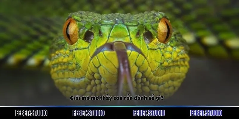 Giải mã mơ thấy con rắn đánh số gì?