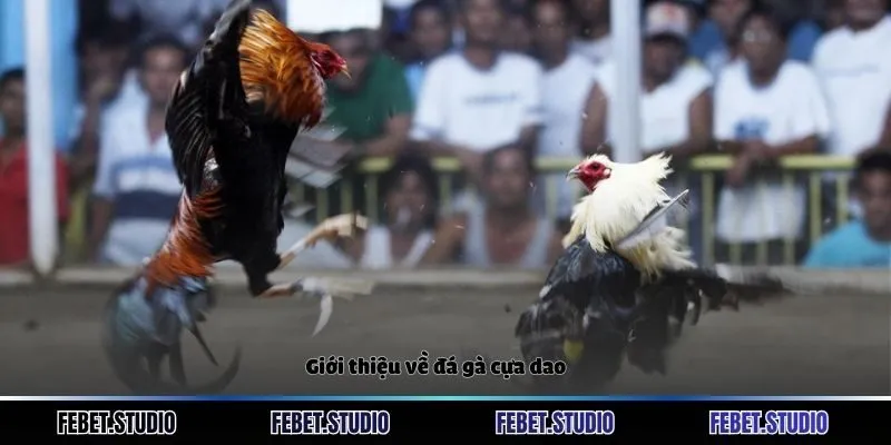 Giới thiệu về đá gà cựa dao