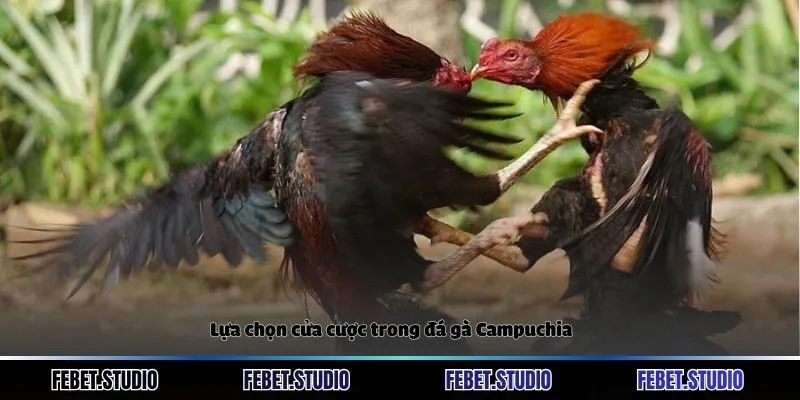 Lựa chọn cửa cược trong đá gà Campuchia