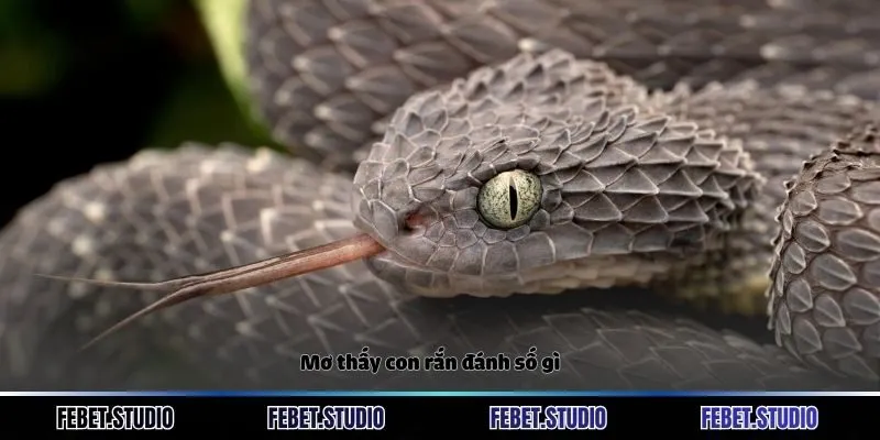 Mơ Thấy Con Rắn Đánh Số Gì - Giải Mã Bí Ẩn Tâm Linh Chuẩn