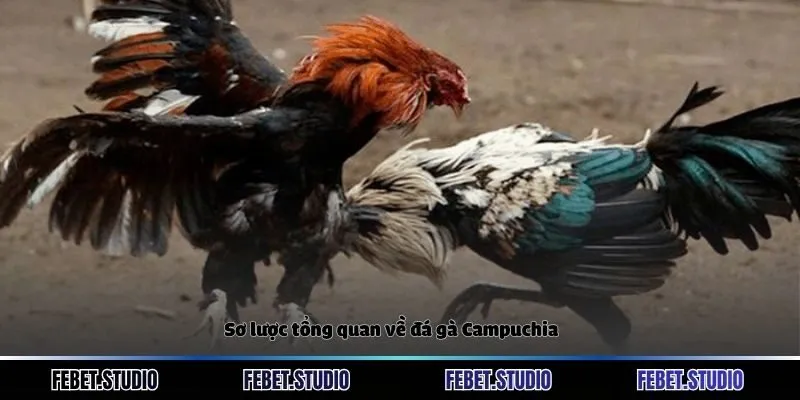 Sơ lược tổng quan về đá gà Campuchia