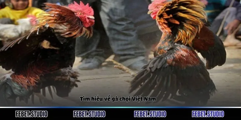 Tìm hiểu về gà chọi Việt Nam